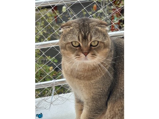 Scottish kedimizin yavrularını ÜCRETSİZ sahiplendiriyoruz