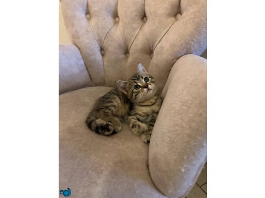 ÜCRETSİZ SAHİPLENDİRME İKİ AYLIK YAVRULAR 