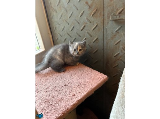 Kedi