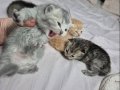 Dört Kedi İki Dişi İki Erkek Yavru Günü Gelince Verilecek 