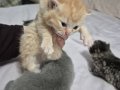 Dört Kedi İki Dişi İki Erkek Yavru Günü Gelince Verilecek 
