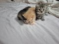 Dört Kedi İki Dişi İki Erkek Yavru Günü Gelince Verilecek 