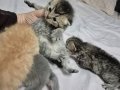Dört Kedi İki Dişi İki Erkek Yavru Günü Gelince Verilecek 