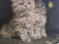 Oyuncu bi kedi