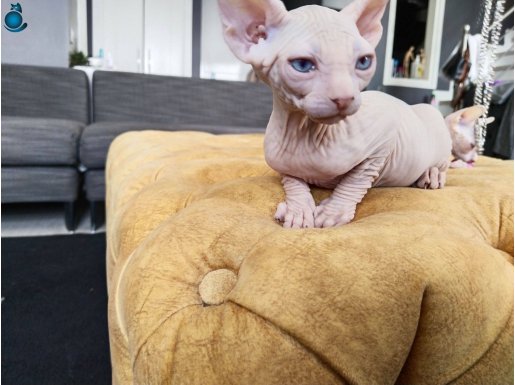 2 aylık Sphynx Dişi ve Erkek Yavrular