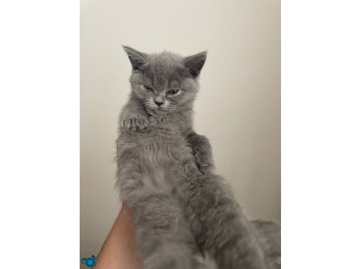 2 aylık british shorthair