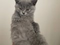 2 aylık british shorthair