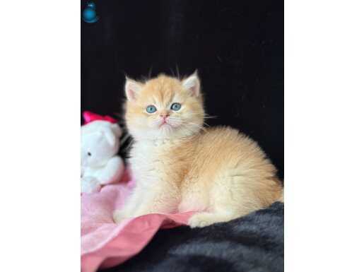 Saf kan orijinal British shorthair golden 