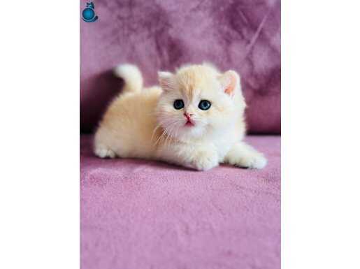 Üst kalite Saf kan British shorthair golden 