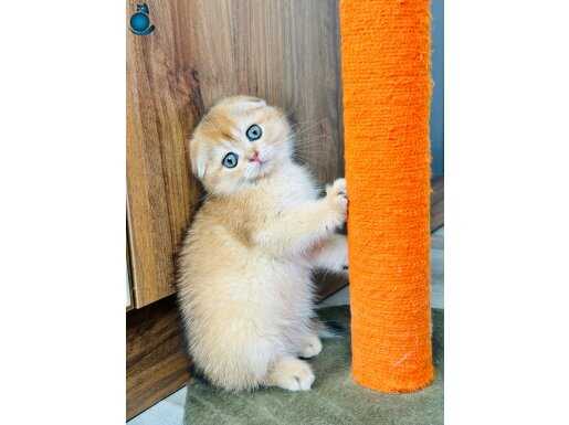 Secereli Üst kalite Scottish Fold golden ny11