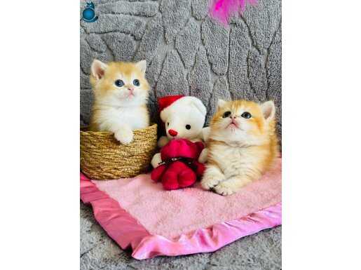 Saf kan British shorthair golden 