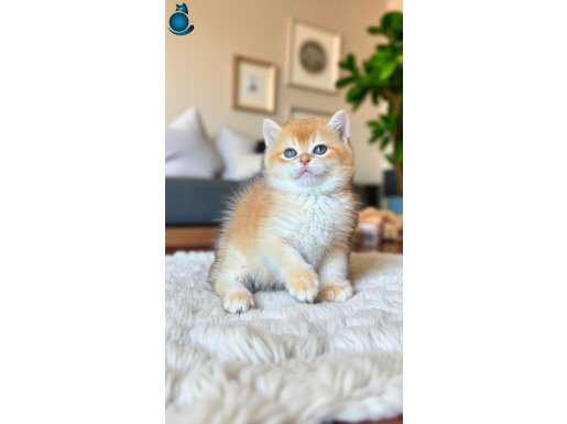 Show kalite British shorthair by12 