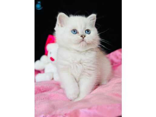 Saf kan British shorthair silver 