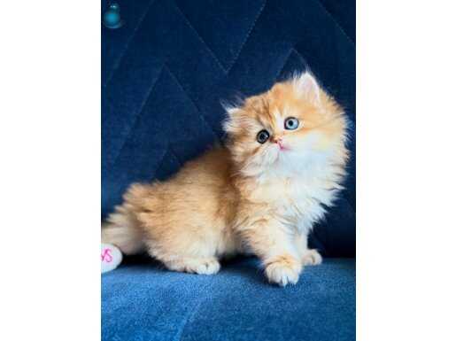 Show kalite British Longhair golden 