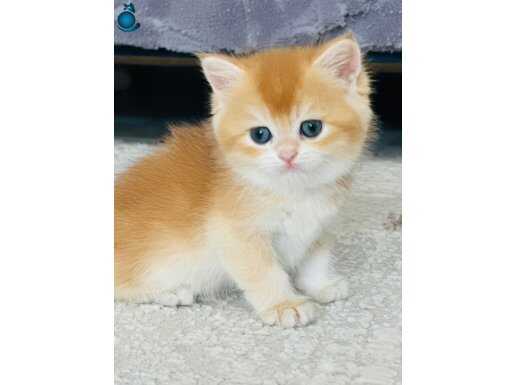 Safkan British shorthair/longhair golden 