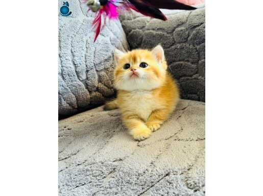 Saf kan British shorthair/longhair golden ve golden Point