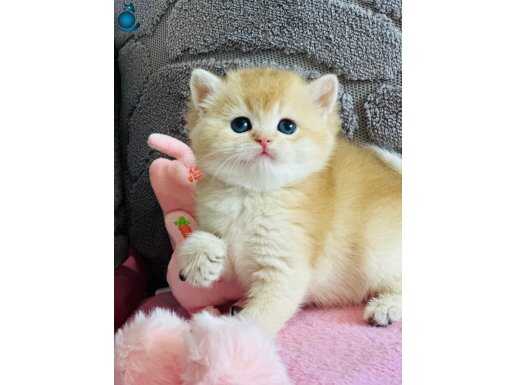 Show kalite secereli British shorthair golden