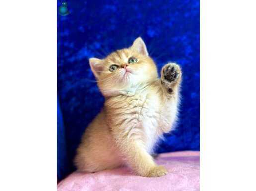 Saf kan secereli British shorthair golden 