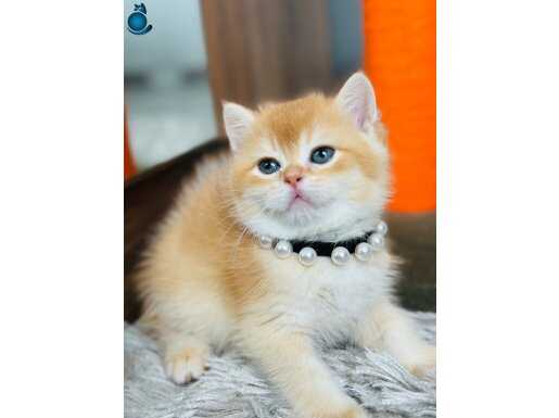 Secereli British shorthair golden 