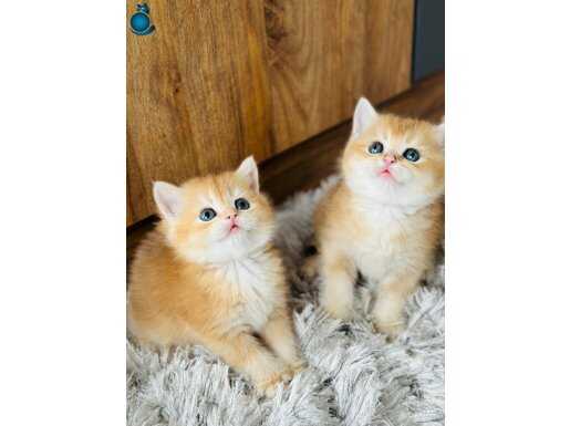Orijinal British shorthair golden ny11 ny12 