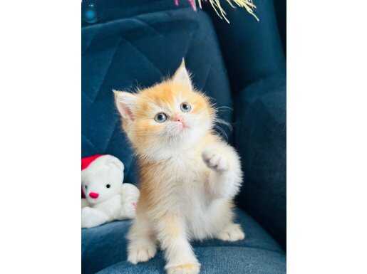 Orijinal British shorthair golden 