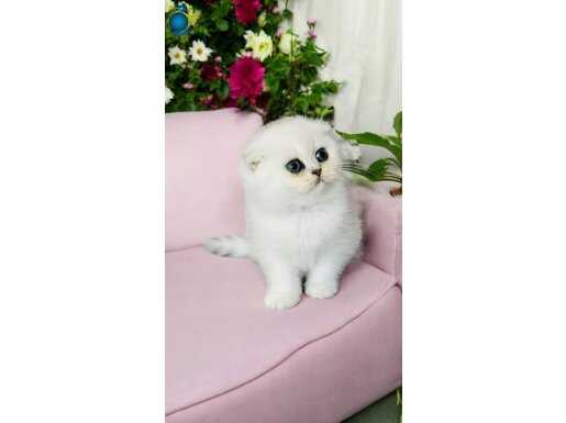 Show kalite Scottish Fold silver 