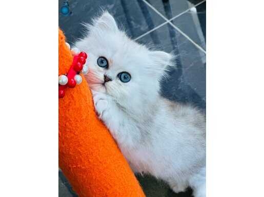 Show kalite British longhair Silver 