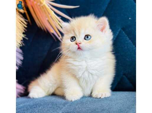 Show kalite British SH golden 