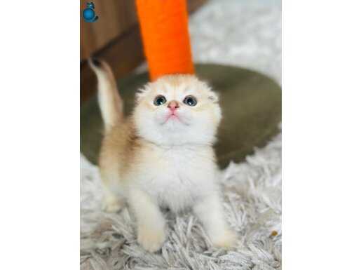 Secereli Scottish Fold golden 