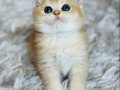 Secereli British Shorthair Golden 