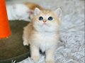 Secereli British Shorthair Golden 