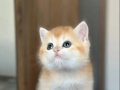 Secereli British Shorthair Golden 