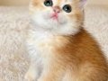 Secereli British Shorthair Golden 