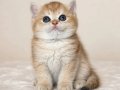 Secereli British Shorthair Golden 