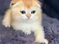 Show kalite Scottish Fold 