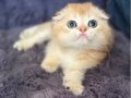 Show kalite Scottish Fold 