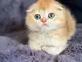 Show kalite Scottish Fold 