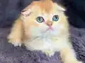 Show kalite Scottish Fold 