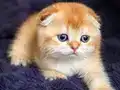 Show kalite Scottish Fold 