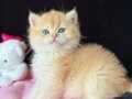 Saf kan orijinal British shorthair golden 