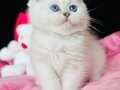 Saf kan British shorthair silver 
