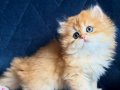 Show kalite British Longhair golden 