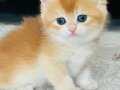 Safkan British shorthair/longhair golden 
