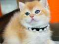 Secereli British shorthair golden 