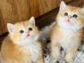 Orijinal British shorthair golden ny11 ny12 