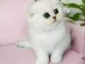 Show kalite Scottish Fold silver 