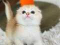 Secereli  Scottish Fold golden 