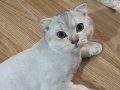 Scottish fold  erkek kedimi sahiplendiriyorum sağlıklı 