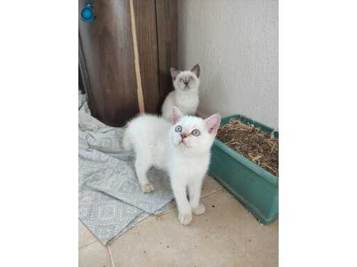 Safkan scottish fold brittish shorthair