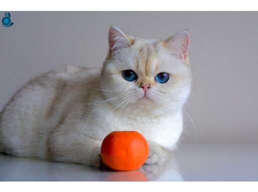 British shorthair kısırlaştırılmış yetişkin kedi 